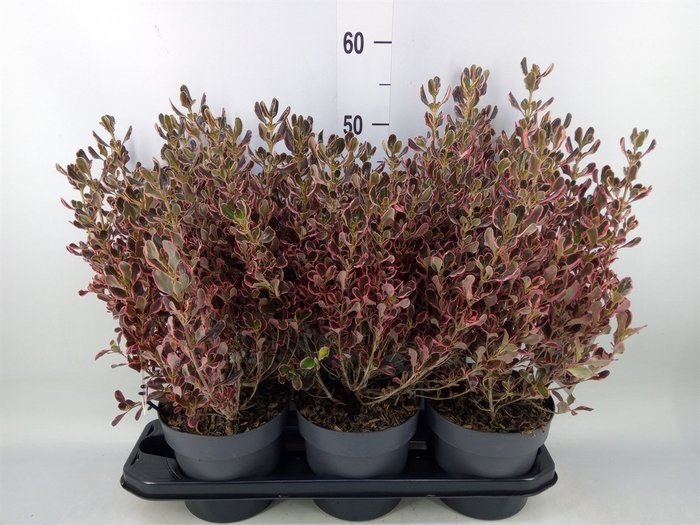 <h4>Coprosma   ...mix</h4>