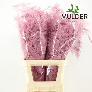 Asparagus DYED Pink