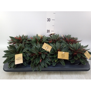 Peperomia caperata 'Rosso'