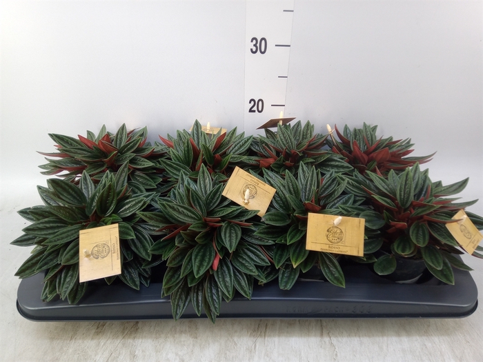 <h4>Peperomia caperata 'Rosso'</h4>