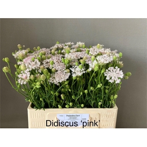 DIDI SNIJBLOEMEN SNIJBLOEMEN OV