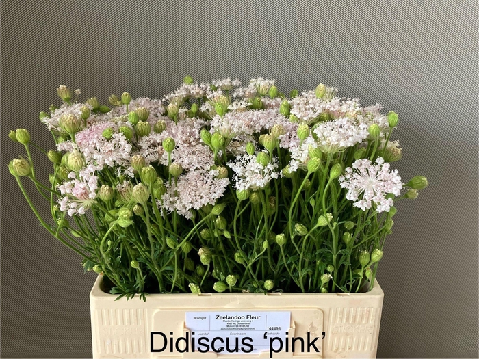 <h4>DIDI SNIJBLOEMEN SNIJBLOEMEN OV</h4>
