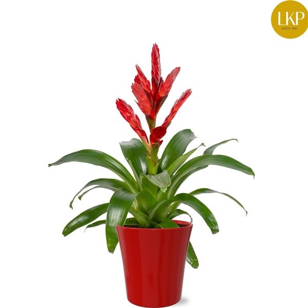 <h4>Vriesea 'Venga'</h4>