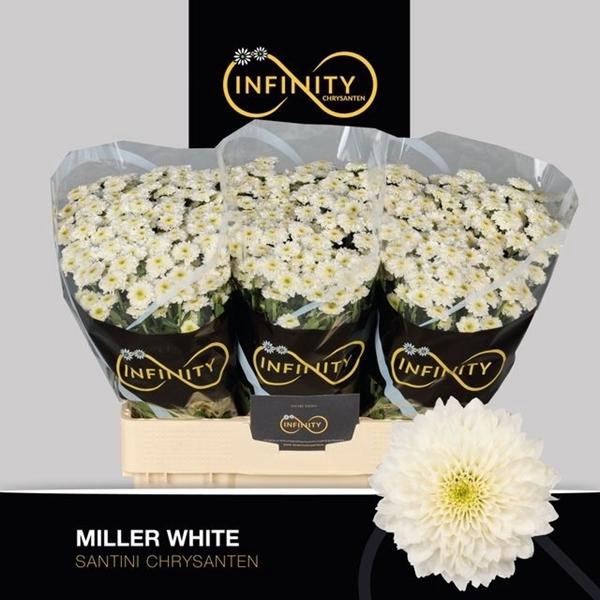 <h4>CHR SAN MILLER WHITE</h4>