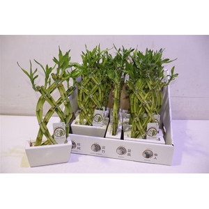 arr8 Dra Lucky Bamboo In Keramiek