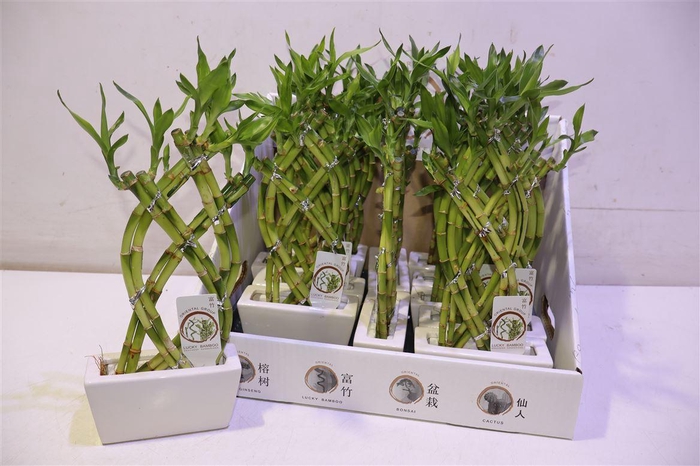 <h4>arr8 Dra Lucky Bamboo In Keramiek</h4>