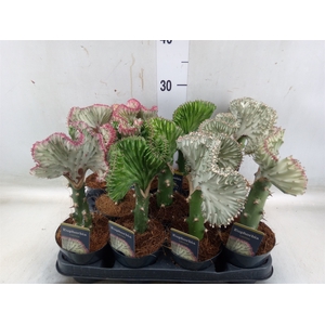 Euphorbia lactea 'Cristata'