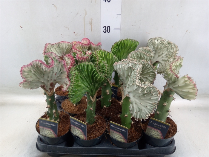 <h4>Euphorbia lactea 'Cristata'</h4>