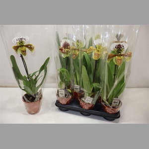 Paph Amerika Hyb Gem