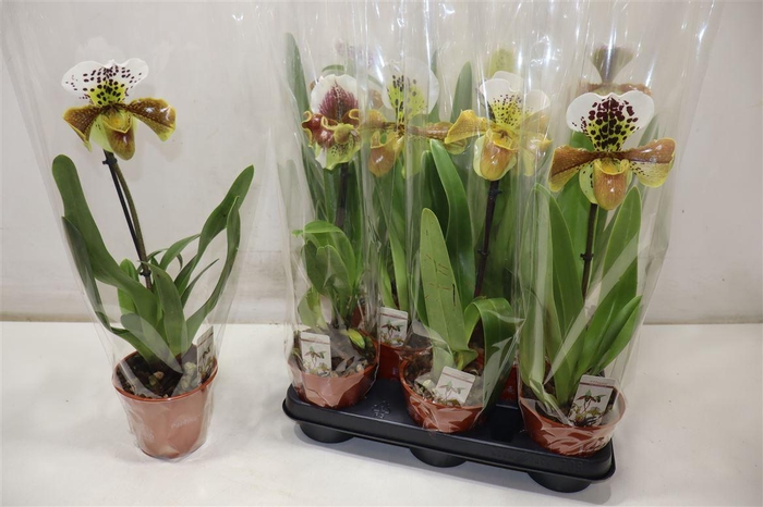 <h4>Paph Amerika Hyb Gem</h4>