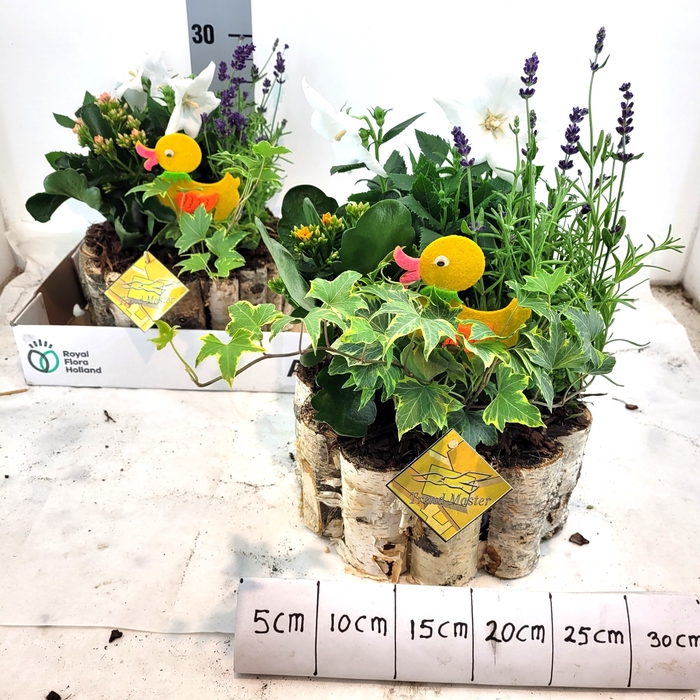 <h4>ARR TUINPLANTEN</h4>