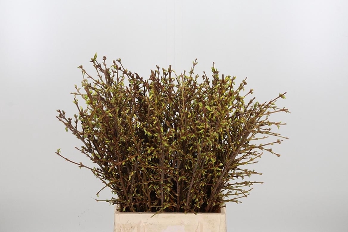 <h4>Forsythia - Overig</h4>