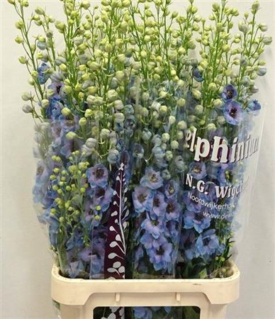 <h4>Delph Du Dew Blue Smile</h4>
