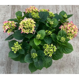 Hydrangea mac. 'Early'