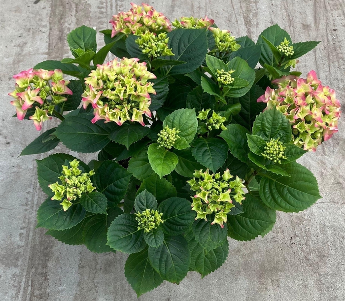 <h4>Hydrangea mac. 'Early'</h4>