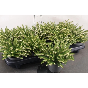 Erica Darleyensis Wit 11 Cm. Pot