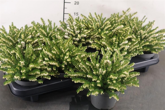 <h4>Erica Darleyensis Wit 11 Cm. Pot</h4>