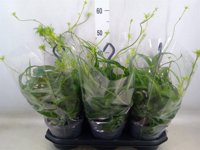 <h4>Chlorophytum com. 'Green Bonnie'</h4>