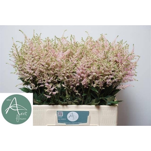 Astilbe Europa Aert