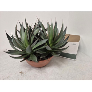 Agave 'Shaka Zulu'