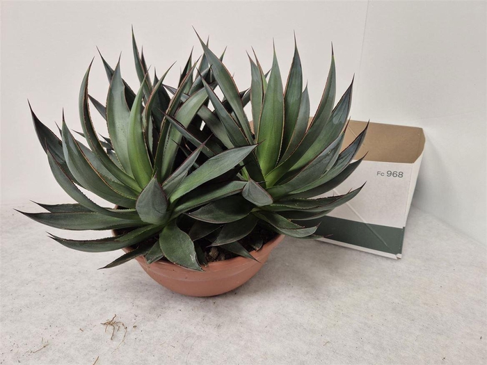 <h4>Agave 'Shaka Zulu'</h4>
