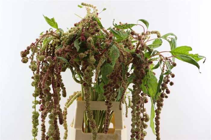 <h4>Amar Caudatus Mira</h4>