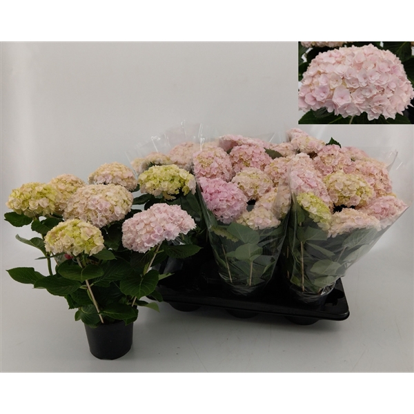 <h4>Hydrangea Hovaria New Double Pink</h4>