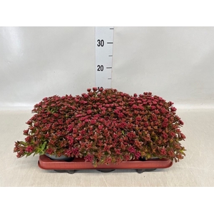 Sedum spurium 'Spot on deep Rose'