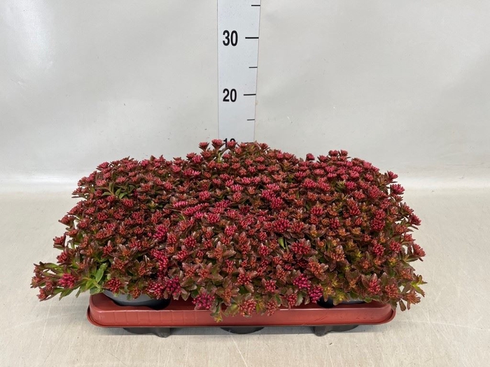 <h4>Sedum spurium 'Spot on deep Rose'</h4>