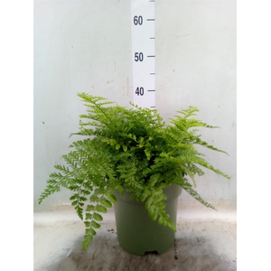 Asplenium  'Parvati'