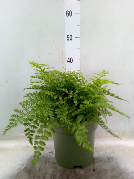 <h4>Asplenium  'Parvati'</h4>
