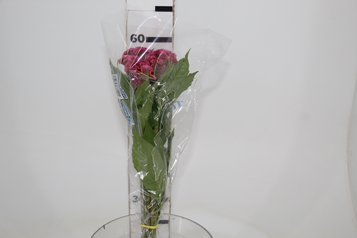 <h4>CELOSIA ROSE CHIEF 060 CM ROSA</h4>