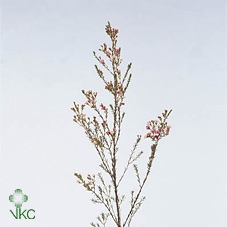 <h4>Chamelaucium Maya</h4>