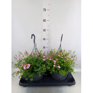 Diascia  'FlyColors'   ...mix