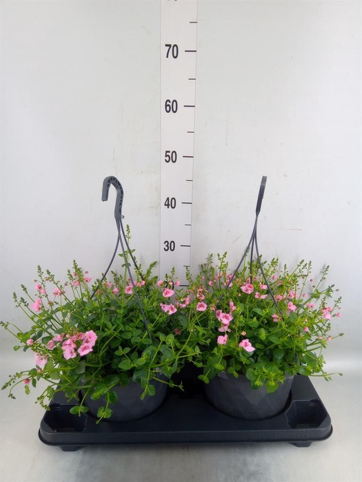 <h4>Diascia  'FlyColors'   ...mix</h4>