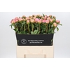 Paeonia Catharina Fontijn