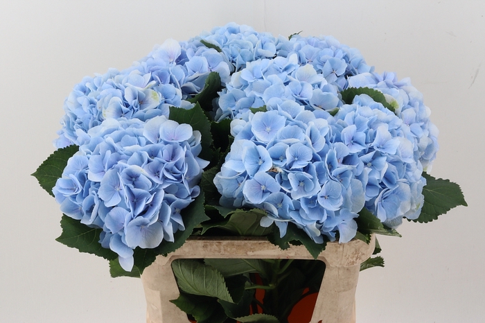 <h4>Hydr M Ch Verena Bl</h4>