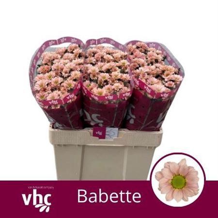 <h4>Chr S Babette</h4>