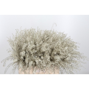 Lepidium Kl Bh Platina