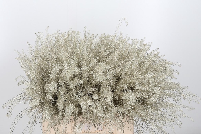 <h4>Lepidium Kl Bh Platina</h4>