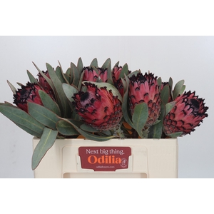 Protea Barbigera Ruby Princess Air