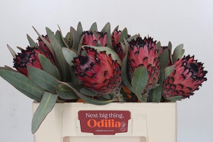 <h4>Protea Barbigera Ruby Princess Air</h4>