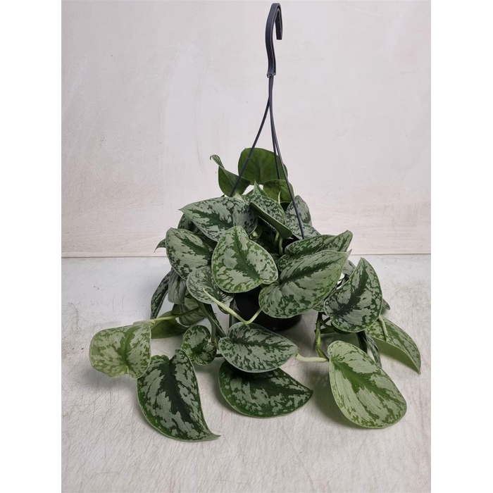 <h4>SCIND PICT TREBIE</h4>