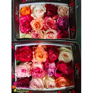 R Gr Rainbow 40cm EC