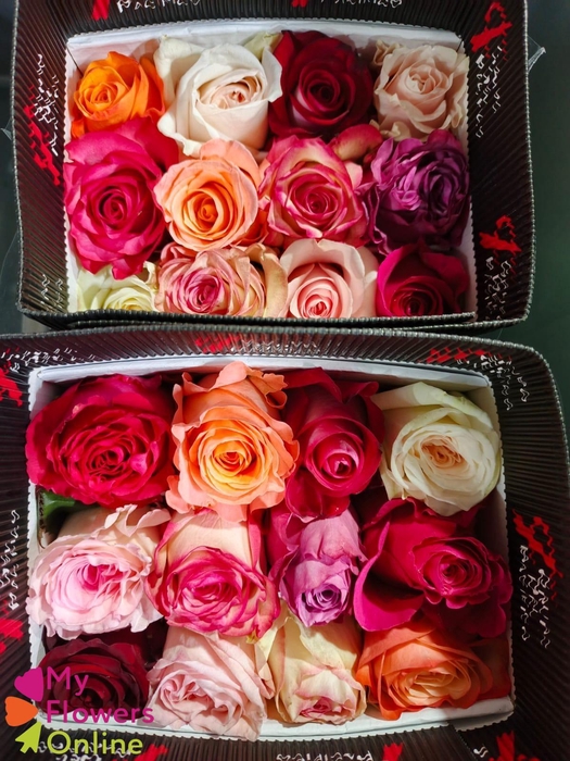 <h4>R Gr Rainbow 40cm EC</h4>