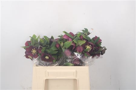 <h4>Helleborus Or Queens Red</h4>