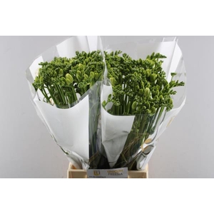 Freesia Du Essence (wit)