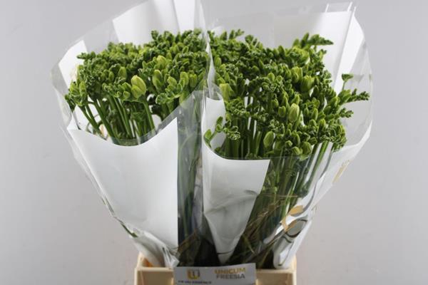 <h4>Freesia Du Essence (wit)</h4>