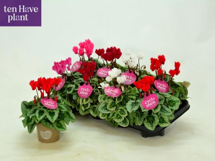 <h4>CYCL KL SUP PICASSO</h4>