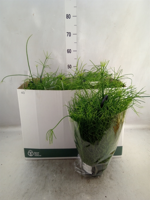 <h4>Rhipsalis baccifera 'Oasis'</h4>